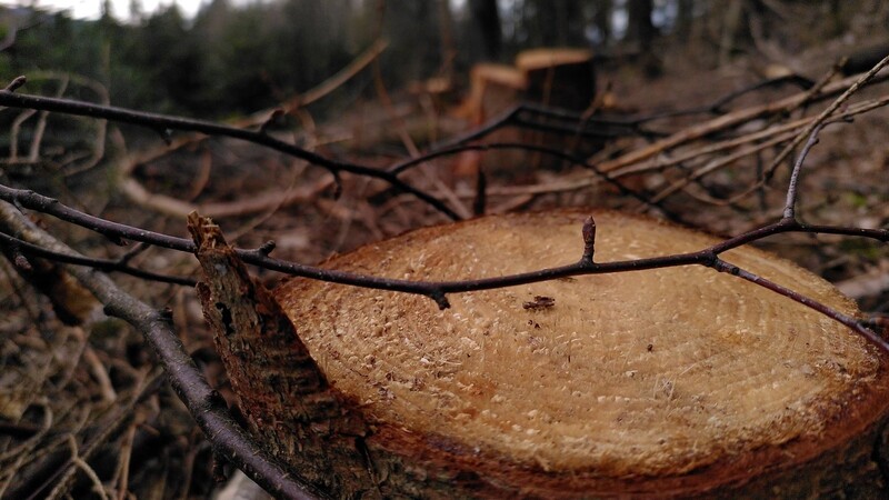 Für den Umbau zum klimawandelresistenten Wald muss Altbestand weichen. Dabei fallen Nebenprodukte an - ideal für Pellets, wie WBV-Vorsitzender Josef Ziegler erklärt.