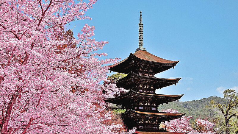 Die Kirschbäume vor dem Rurikoji Tempel sind im Frühling ein Blickfang.