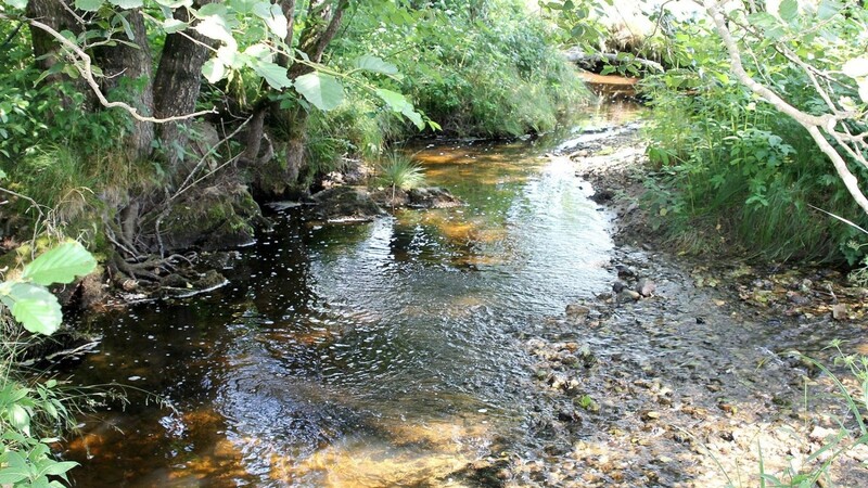 Der Wolfertsrieder Bach wurde von einem begradigten Fließgewässer in einen mäandernden Fluss zurückgebaut.