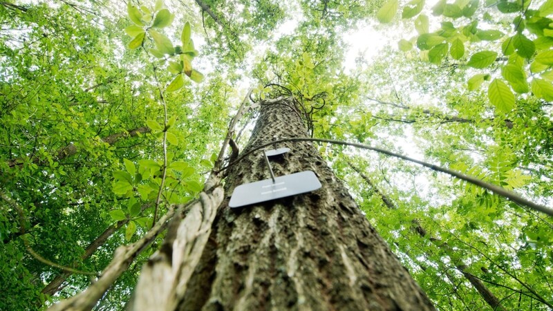 Für einen Bestattungswald mit Baumgräbern soll nun ein Bebauungsplan erstellt werden.