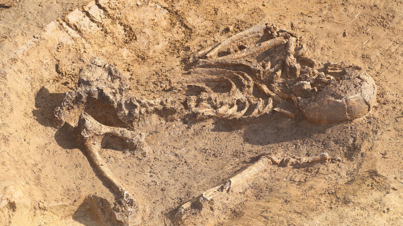 Das etwa 7000 Jahre alte Skelett aus der Linienbandkeramik, das bei den archäologischen Grabungen freigelegt wurde.