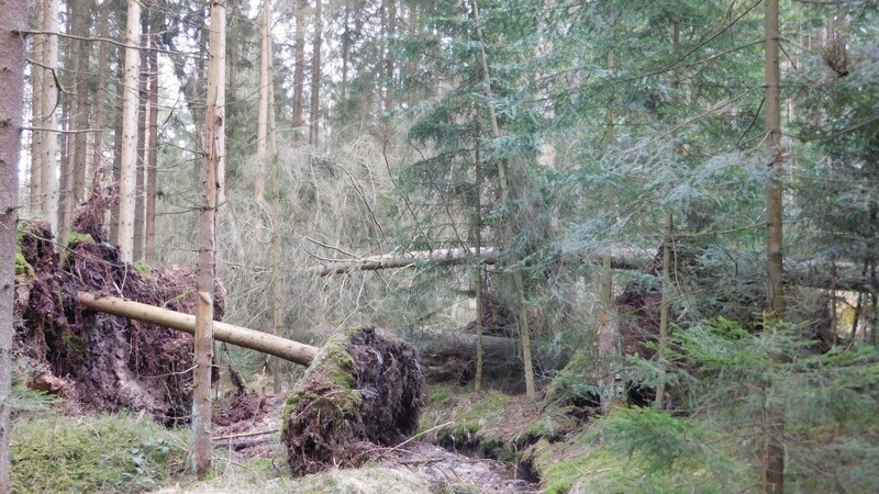 Einige Sturmwurfschäden gibt es in den Wäldern des Landkreises- es hätte aber schlimmer kommen können.