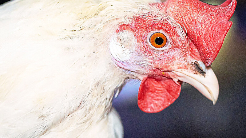 Ein Huhn steht momentan im Zentrum eines Prozesses vor dem Amtsgericht. Es soll gequält worden sein. (Symbolfoto)