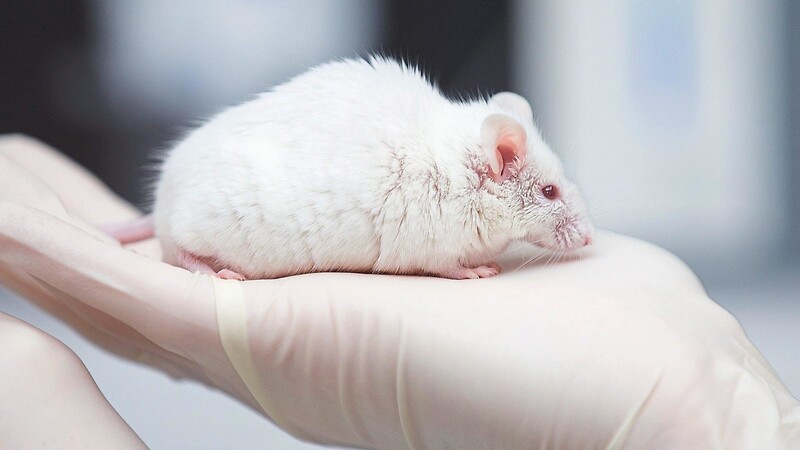 Mehr als 26 000 Menschen haben nach Angaben des Vereins Ärzte gegen Tierversuche die Online-Petition gegen ein geplantes Tierlabor in Augsburg unterzeichnet. In dem Versuchslabor sollen in etwa einem Jahrzehnt Versuche an Tausenden Mäusen stattfinden.