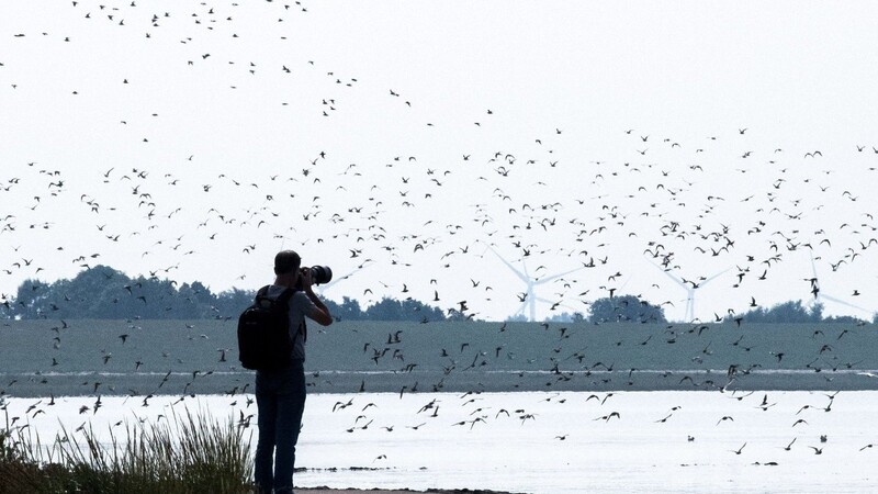 Sandregenpfeifer, Alpenstrandläufer und andere Zugvögel fliegen über das Wattenmeer der Nordseebucht Jadebusen.