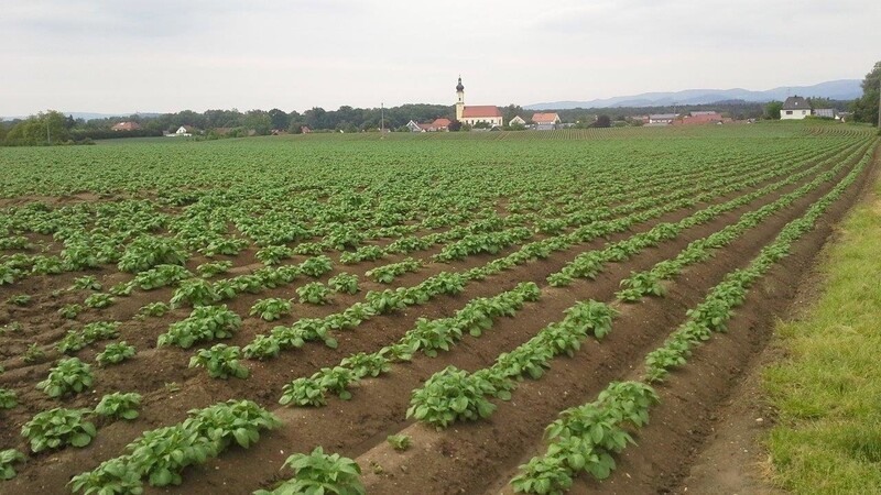 Die Kartoffel ist die Ackerkultur mit dem viertgrößten Anbauumfang im Landkreis Straubing-Bogen und in der Stadt Straubing.