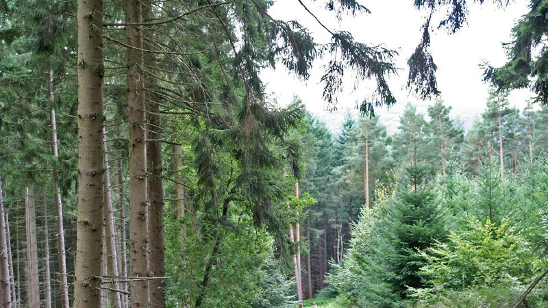 Durchschnittlich jeder vierte Baum in deutschen Wäldern ist eine Fichte (links).