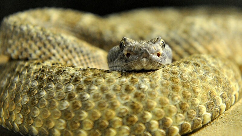Insgesamt 45 solcher Klapperschlangen wurden unter dem Haus einer Familie in Albany, Texas, gefunden. (Symbolbild)