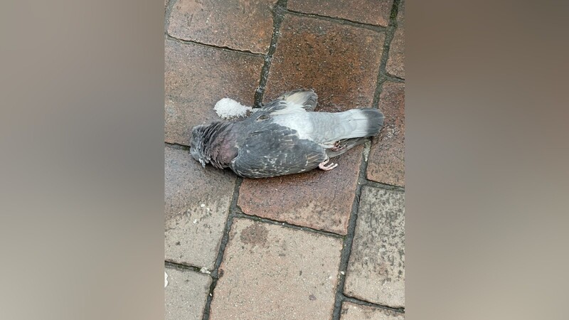 Nahezu täglich sammeln die Mitarbeiter der Straßenreinigung tote Tauben ein.