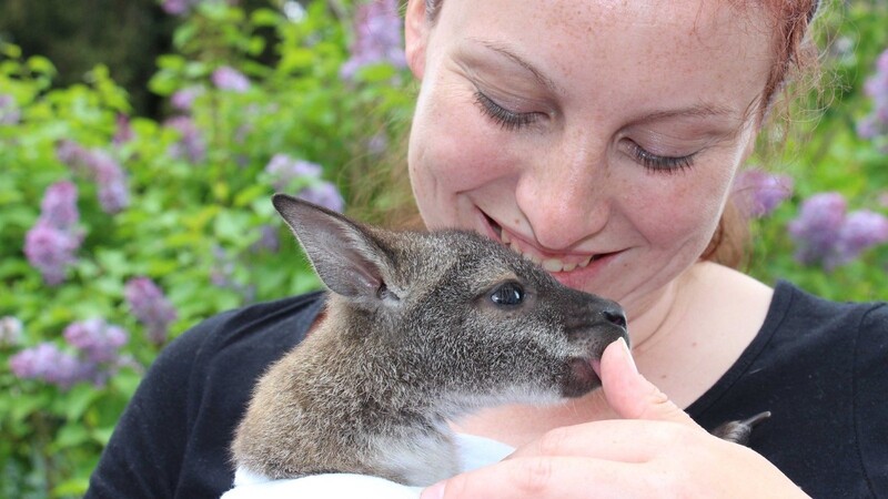 Ein Känguru-Baby, dessen Mutter gestorben ist, hat mit einer Tierfilmerin im Sauerland eine engagierte Ersatz-Mutter bekommen. Die 30-Jährige hat einen alten Kissenbezug verkleinert und zum Beutel für "Mary" umfunktioniert.