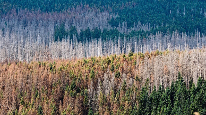 Riesige Waldflächen sind in den vergangenen Jahren Bränden, Dürren und Schädlingen zum Opfer gefallen.