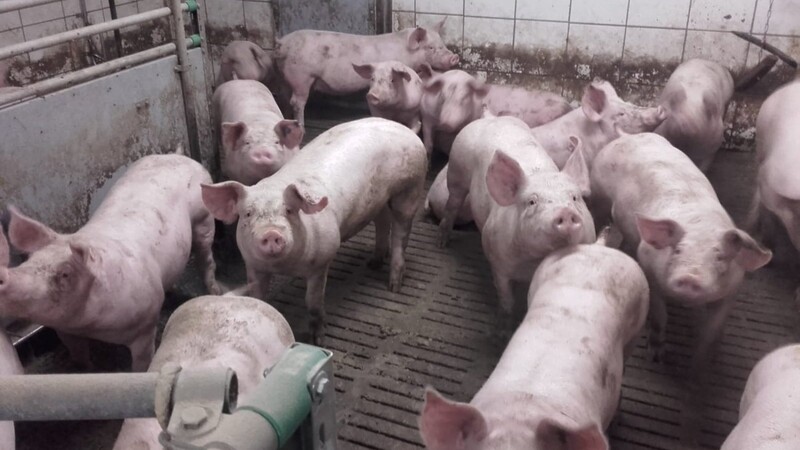 Das Schlimmste sind für viele Schweinehalter nicht die ruinösen Preise, sondern das nicht verkaufen können.