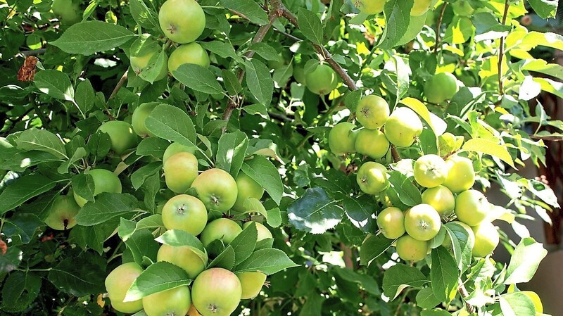 Wegen schlechter Witterung während der diesjährigen Blütezeit tragen die wenigsten Apfelbäume im Lallinger Winkel heuer so üppig.