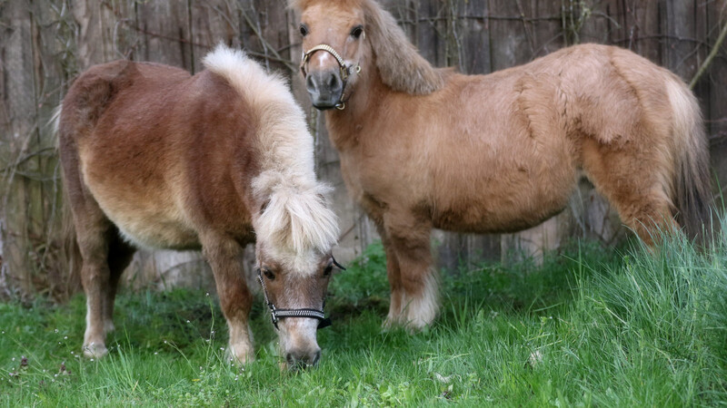 Das Shetland Pony Winnie (rechts) versteht sich mit ihrem neuen Kumpel Donald sehr gut - zur Freude der Besitzerin.