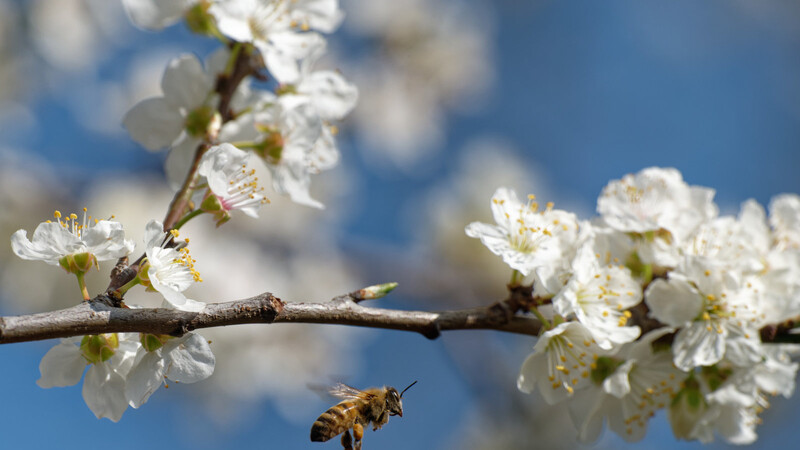 Eine Biene fliegt zu Mirabellenblüten, um Honig zu sammeln. Genau der Effekt, den geschenkte Bäume mit sich bringen sollen.
