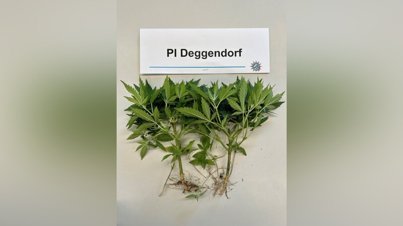 Das Bild zeigt die Cannabispflanzen, die die Polizei im Garten des Mannes gefunden hat.