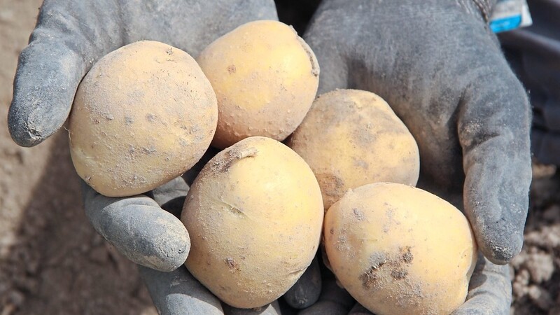 So sehen Kartoffeln aus, die sich gut weiterverkaufen lassen. Aufgrund der hohen Sonneneinstrahlung in diesem Jahr gibt es jedoch nicht viele Vorzeigeexemplare, erzählt Georg Huber.