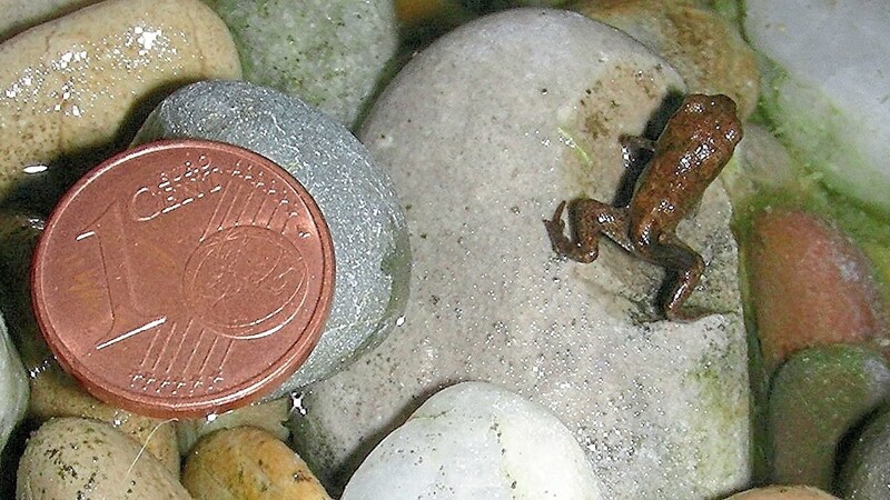 Aus diesem winzigen Kröten-Nachwuchs - genannt "Hüpferling" - wird später einmal eine stattliche Erdkröte.