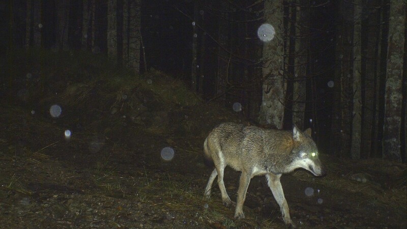 Erneut konnte mit einer Wildkamera im Nationalpark Bayerischer Wald ein Wolf fotografiert werden. Das Foto datiert vom 17. April 2016.