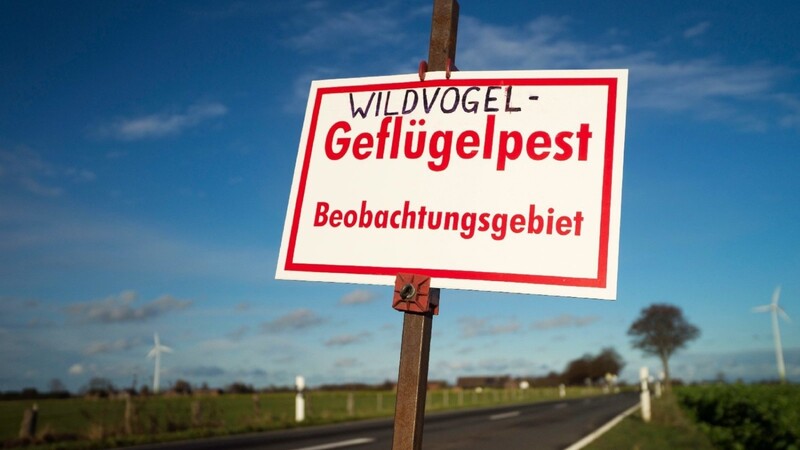 Die Vogelgrippe geht im Landkreis Regensburg weiter um. Jetzt wurde auch in der Gemeinde Zeitlarn Alarm geschlagen. (Symbolbild)