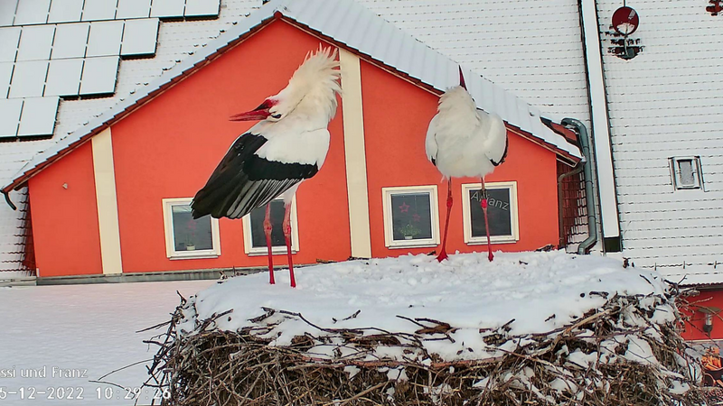 Bereits Mitte Dezember hatten Sissi und Franz schon Frühlingsgefühle und schnäbelten im verschneiten Bäckerhorst.  F