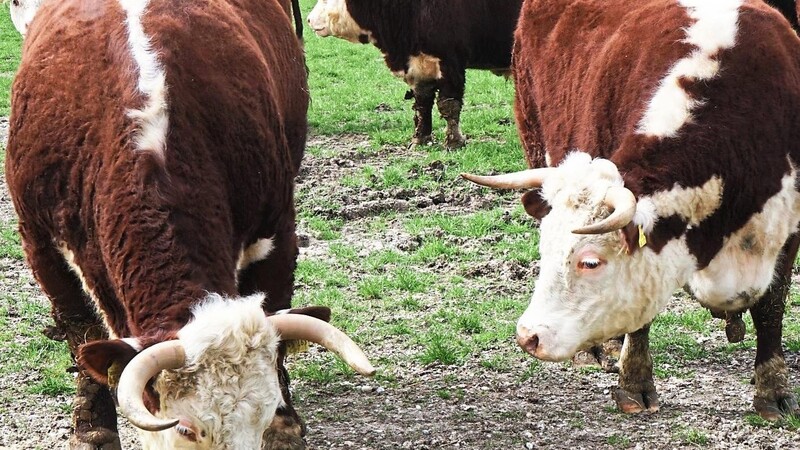 Landrat Peter Dreier will verhindern, dass niederbayerische Kühe verbotener Weise bis nach Mittelasien transportiert und dort unter Missachtung des Tierschutzes geschlachtet werden.