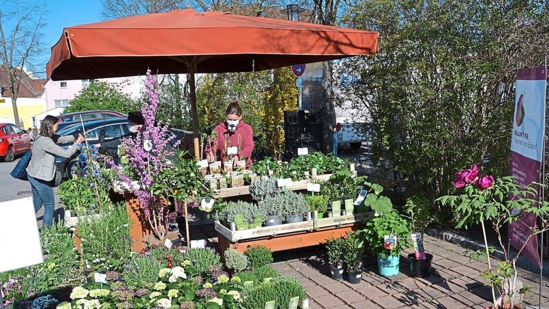 Auf dem Wochenmarkt in Mainburg bietet der Gartenfachbetrieb Majuntke derzeit Blühpflanzen, Kräuter und Sträucher an - das Geschäft muss geschlossen bleiben, alles ist aber über einen Lieferservice bestellbar.