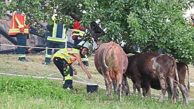 Feuerwehrleute kümmern sich um gerettete Kühe.