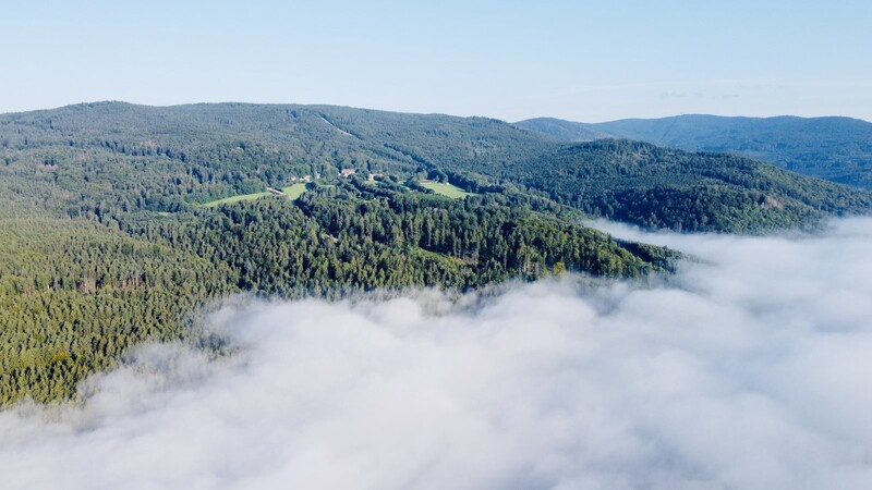Das große, grenzüberschreitende Waldgebiet bei Furth im Wald (Landkreis Cham) zieht viele Wanderer und Mountainbiker an, jedoch keine Wilderer, ist der örtliche Jagdvereinsvorsitzende überzeugt.