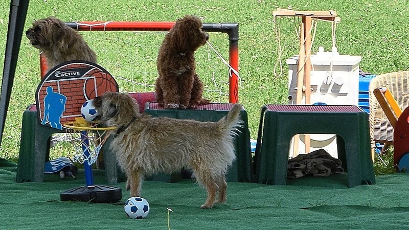 Trickdogschau mit Border Terriern: Leni, Wiggerl und Rosi können nicht nur Wäsche aufhängen, sondern auch Basketballspielen.