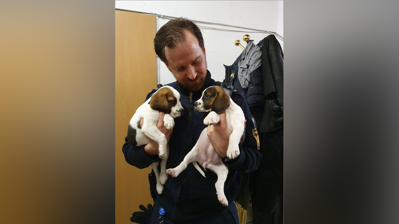 Zwei Beagle-Welpen nahm die Polizei in Obhut.