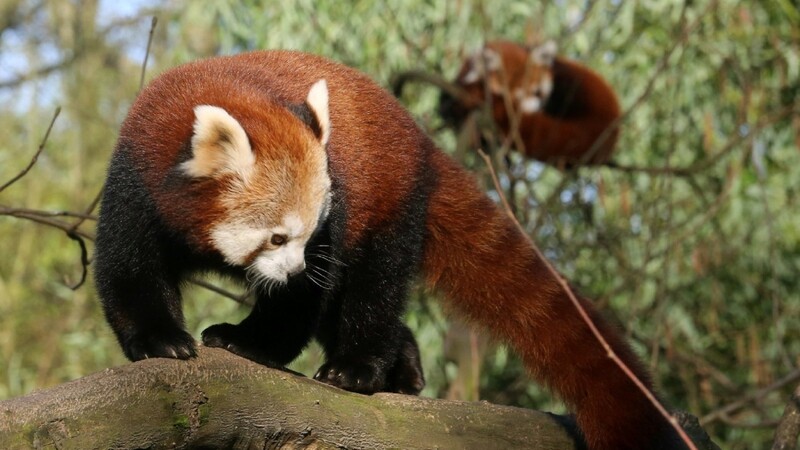 Wo ist Jang? Roter Panda aus Duisburger Zoo ausgebüxt