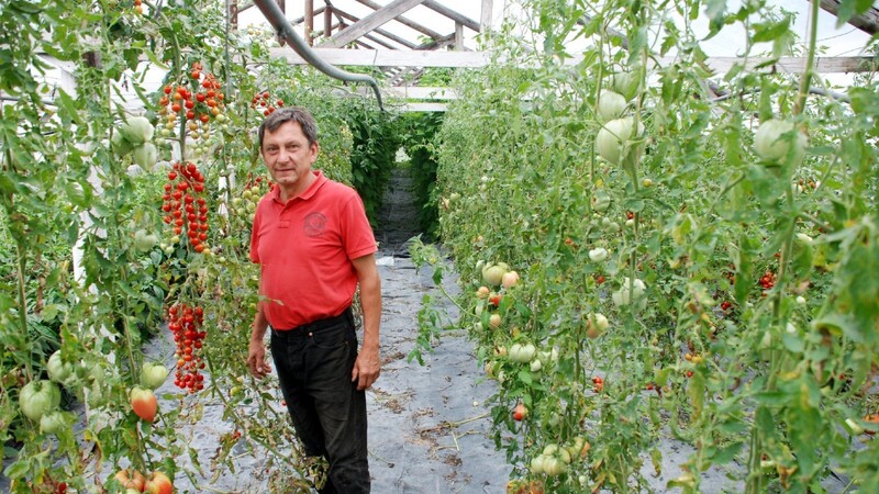 Josef Voit in seinem Tomaten-Gewächshaus.