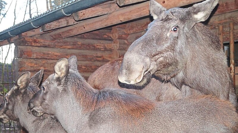 Ein Kommen und ein Gehen: Vor 20 Jahren kamen die ersten Elche nach Lohberg. Von dem letztjährigen Zwillingspärchen muss ein Mädchen den Tierpark verlassen.