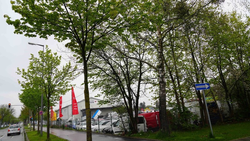 Grün sind hier nur die Bäume: In der Bodenseestraße in Neuaubing nutzt ein Autohändler das als Grünfläche ausgewiesene Areal.