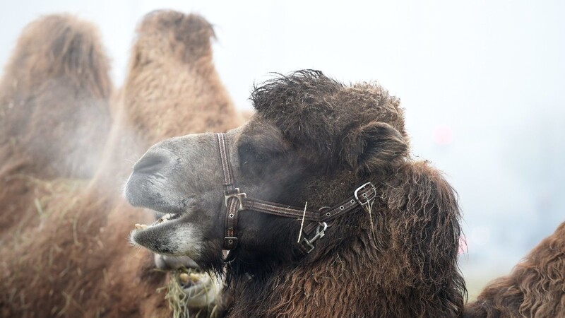 Vier entlaufene Kamele haben am Sonntagmorgen in Weiden für Aufregung gesorgt.