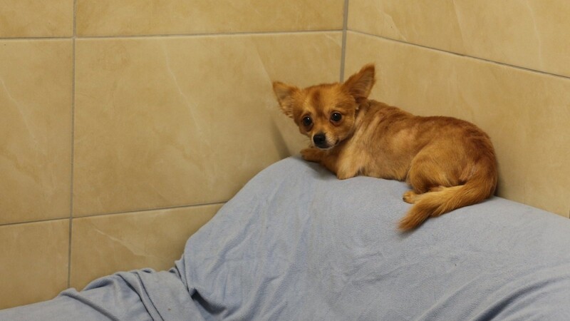 Die kleinen Chihuahuas waren damals sehr verschreckt. Sie wurden aus einer kleinen Wohnung im Landkreis befreit.