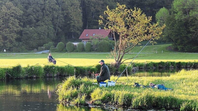 Die Mitglieder des Kreisfischereivereins schwärmen am Samstag wieder ans idyllische Ufer der Vils.