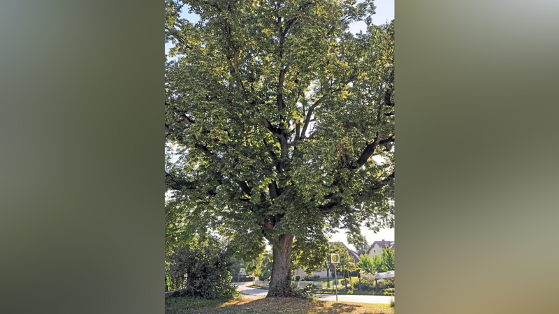 Der Lindenbaum ist ein Baumriese mit historischer und symbolischer Bedeutung.