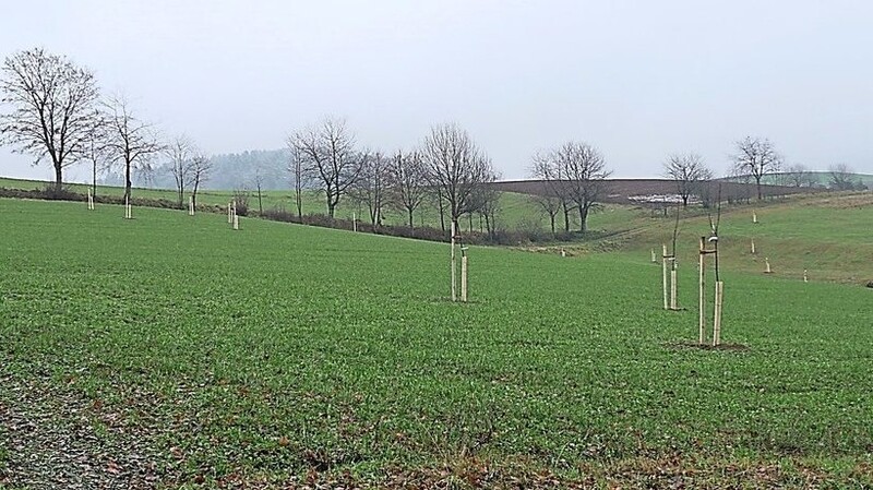 Auf der Ausgleichsfläche bei Dietersweg wurden 61 Hochstamm-Obstbäume gepflanzt.