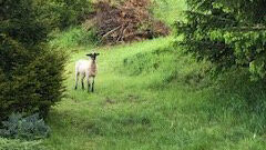 Dieses Schaf scheint auf dem Gelände des Steinbruchs seinen Besitzer zu suchen.
