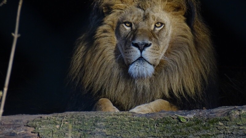 Der Löwe im Tiergarten, der auf ein neues Gehege wartet.
