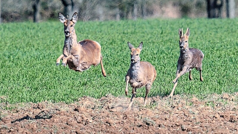 Drei Rehe springen über ein Feld. Die Jagd auf die Waldbewohner ist nur unter bestimmten Voraussetzungen und zu bestimmten Jagdzeiten erlaubt.