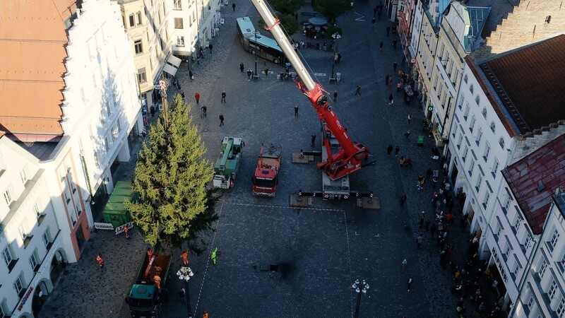 Pfeilgrad: Leicht schiefe 16-Meter hohe Rotfichte mit 7,5 Meter Durchmesser