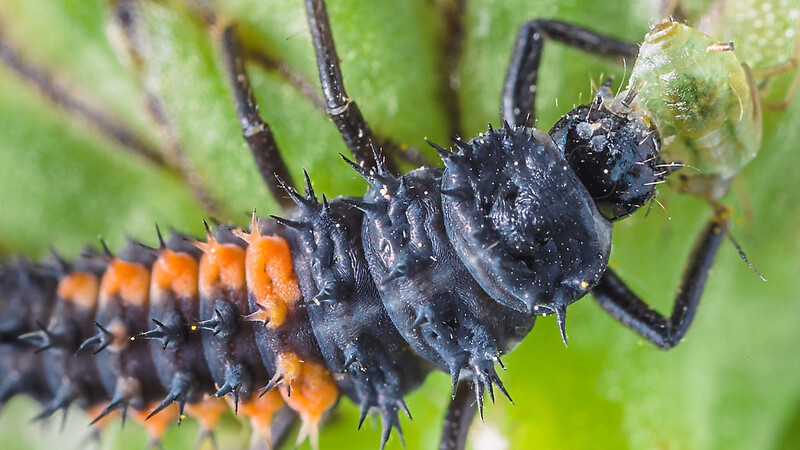 Die Larve eines asiatischen Marienkäfers verschlingt eine Blattlaus: Bis zu 250 Blattläuse verspeisen die Käferlarven pro Tag. Das sind fünfmal so viele wie das einheimische Pendant, der Siebenpunkt-Marienkäfer, frisst.