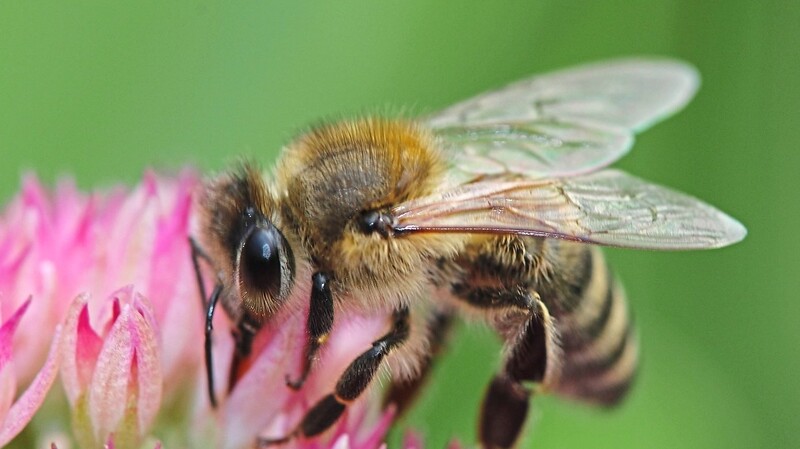 Umweltchemikalien reichern sich auch im Bienenwachs an. Untersucht wird nun, ob es dadurch negative Effekte auf die Gesundheit der Honigbiene gibt.