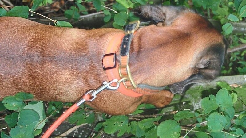 Durch präparierte oder vergiftete Köder erleiden Hunde immer wieder schwere Verletzungen. (Symbolbild)