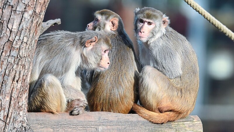 Forscher haben Affen mit dem Coronavirus infiziert. Wieder genesen, bleiben sie bei eienr erneuten Infektion gesund.
