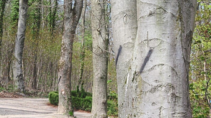 Diese Markierung zeigt an, dass in den Baumkronen Totholz ist.