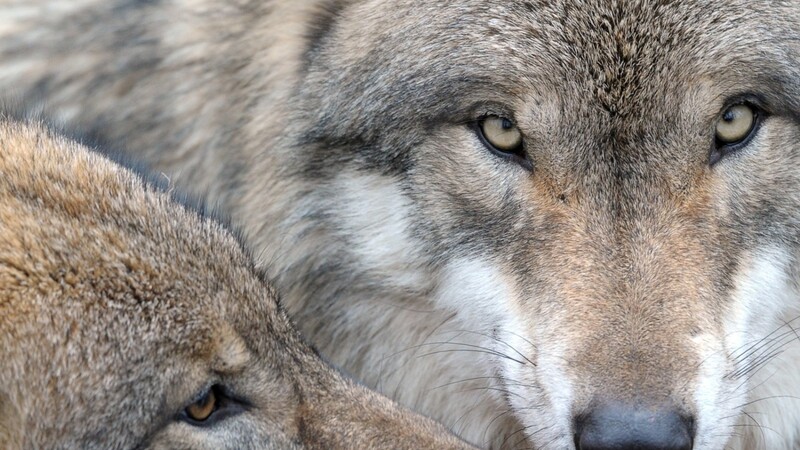 Drei Hinweise zum Wolf sind am Wochenende beim LfU eingegangen. Verifiziert werden konnte das allerdings nicht.